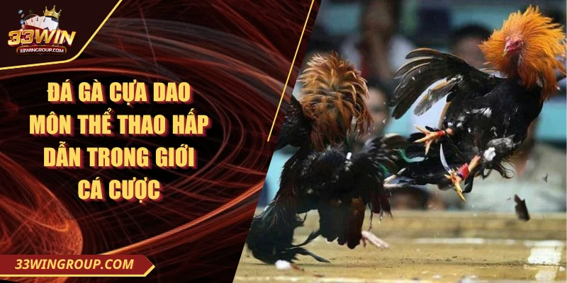 Đá gà cựa dao